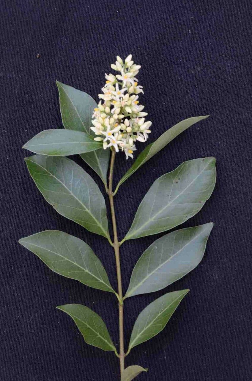 Forsteronia 6