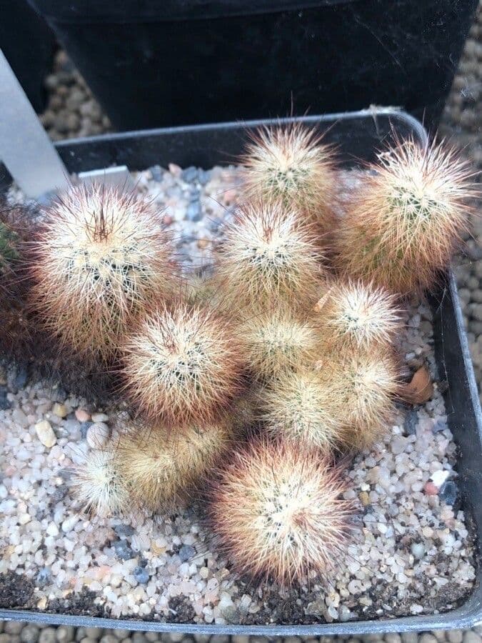 Echinocereus