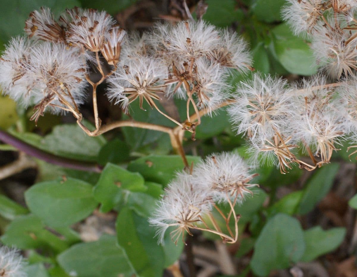 Senecio angulatus 3