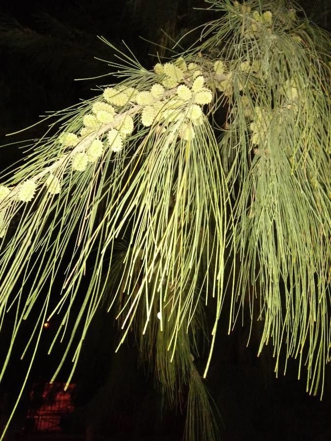 Casuarina equisetifolia 4