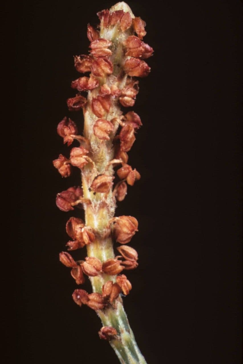 Casuarina equisetifolia 7