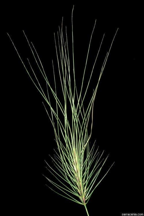 Cenchrus biflorus