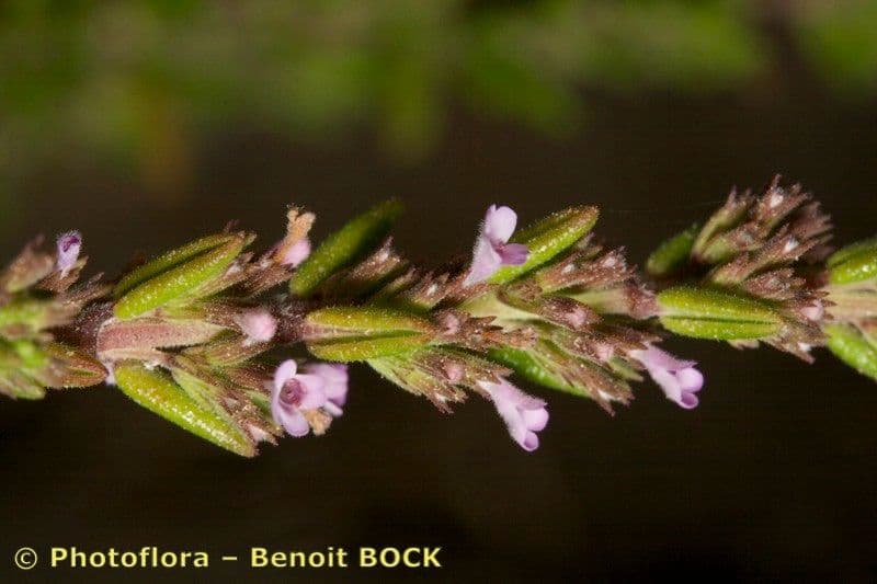 Micromeria 16