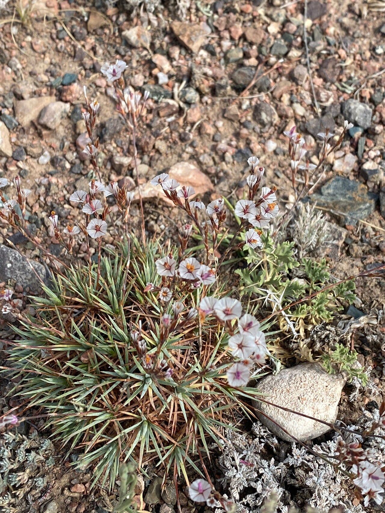 Acantholimon 7