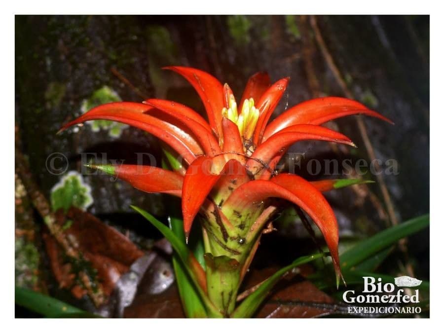 Guzmania lingulata 4