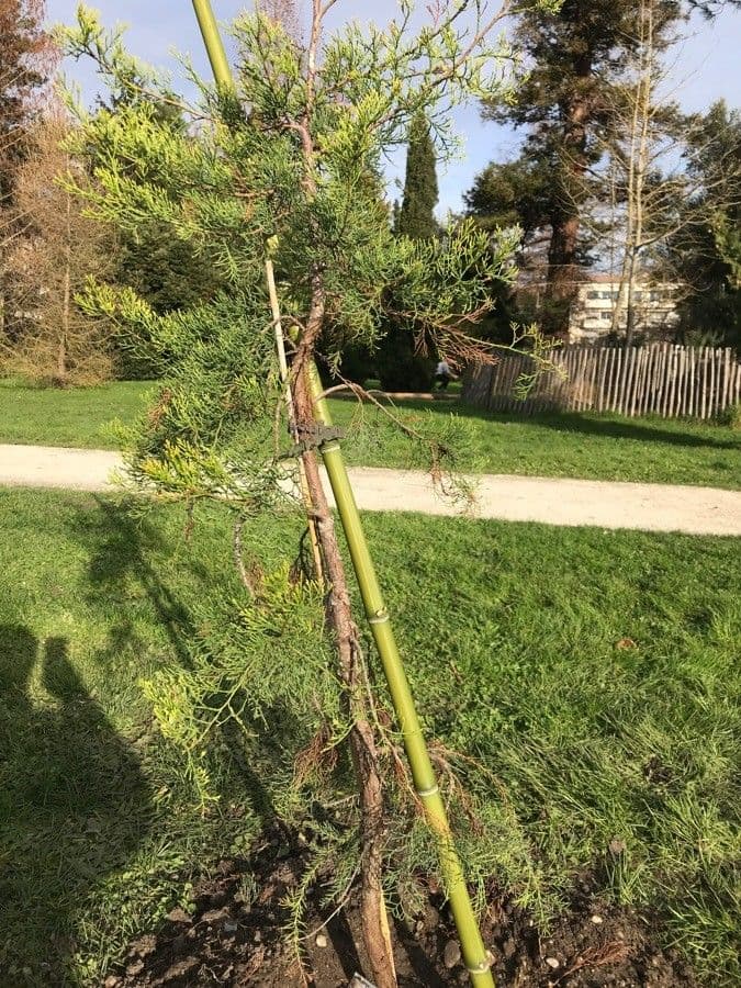 Widdringtonia 3