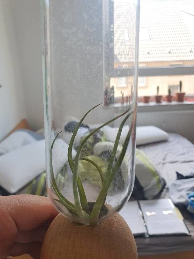 Bromelia di Butz 2
