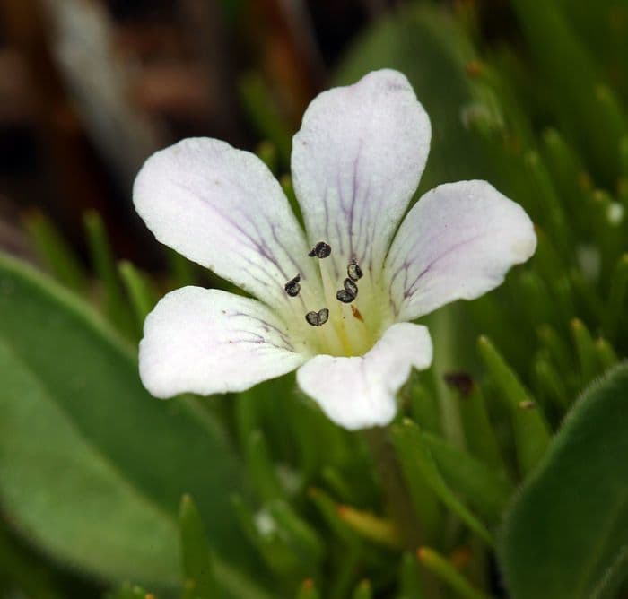 Hesperochiron californiano