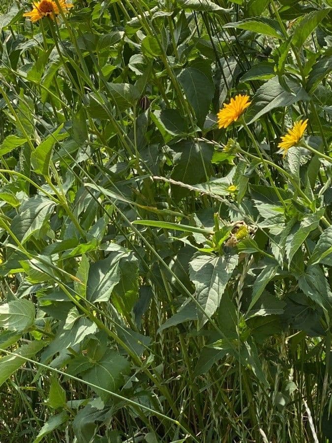 Heliopsis 17