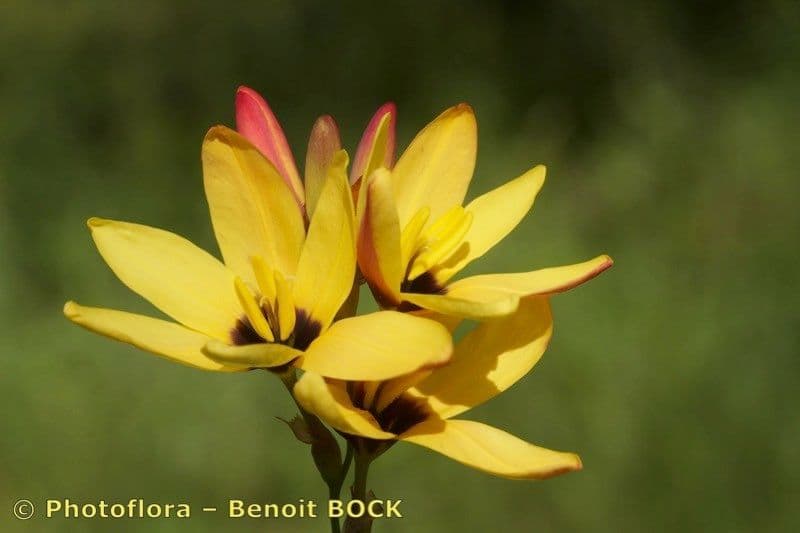 Ixia 4