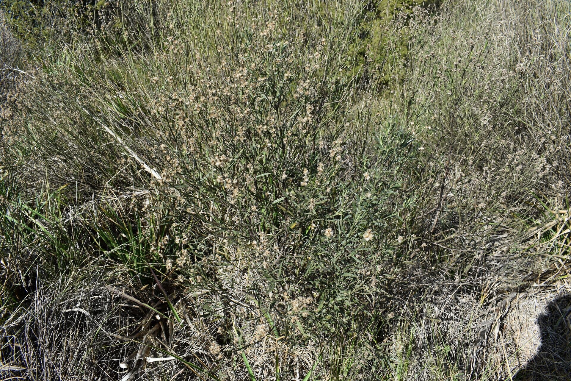 Baccharis 10