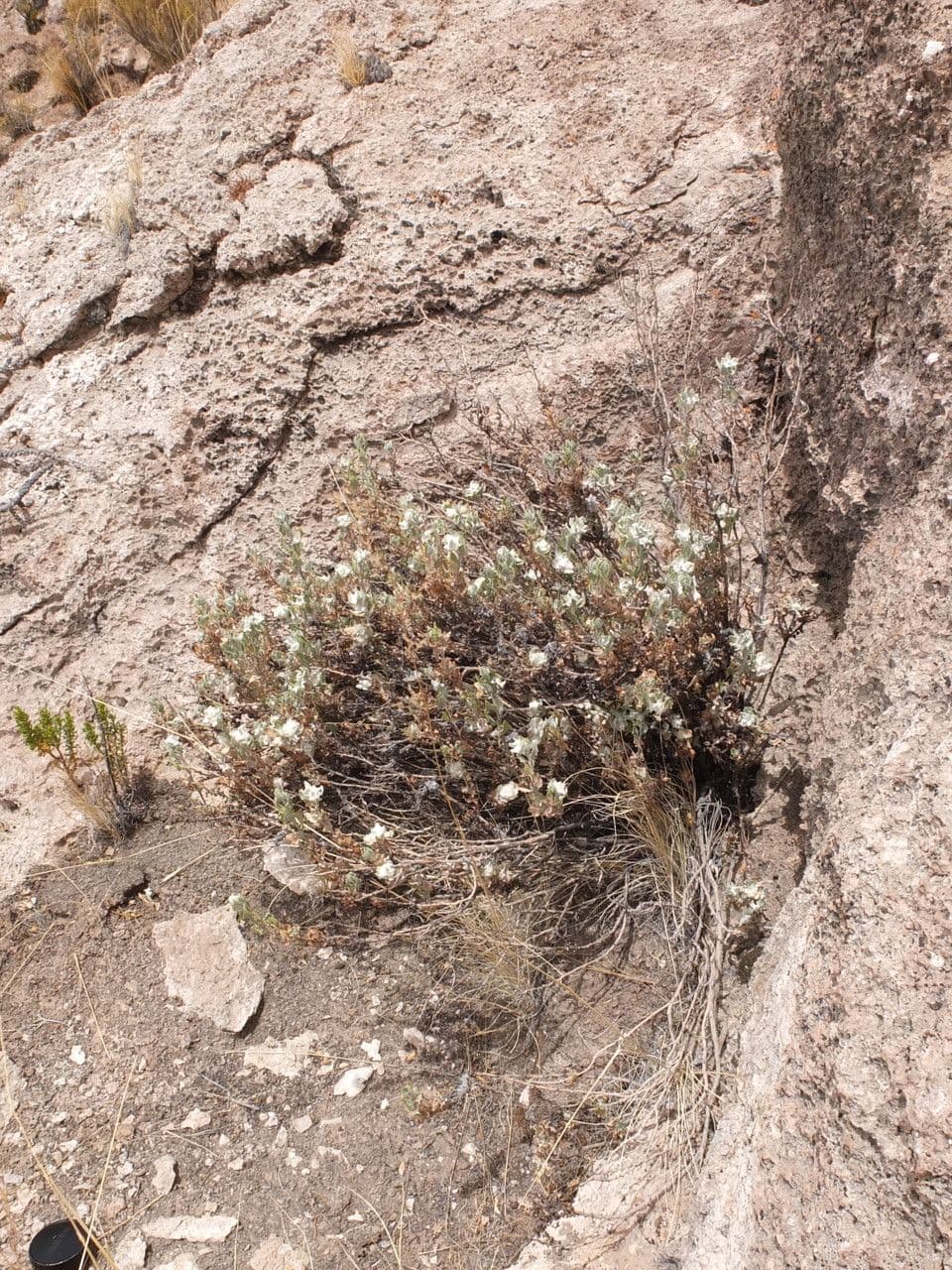 Chersodoma 6