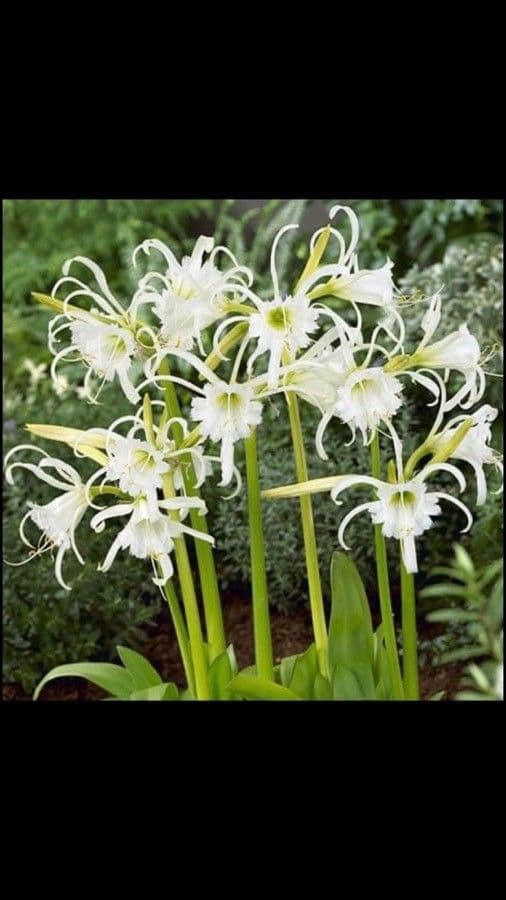 Hymenocallis 2