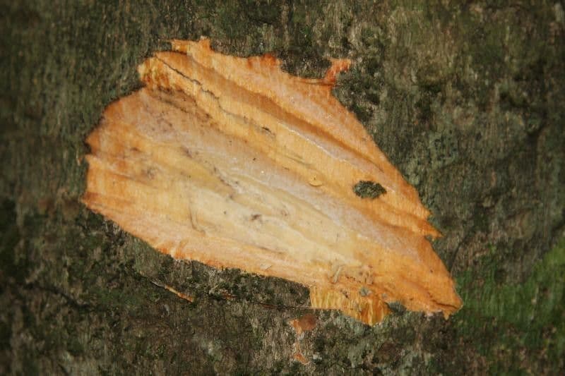 Pradosia 10