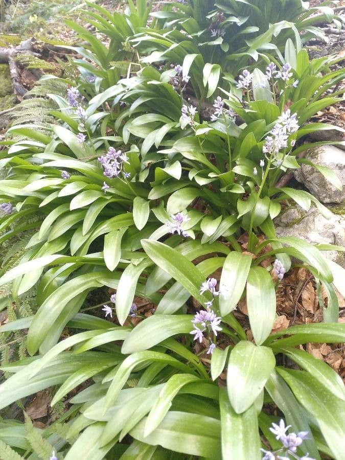Scilla lilio-hyacinthus 7