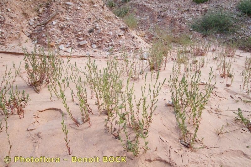 Corispermum 2