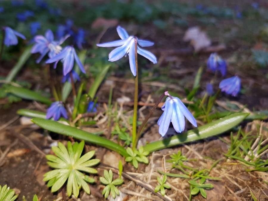 Scilla siberica 8