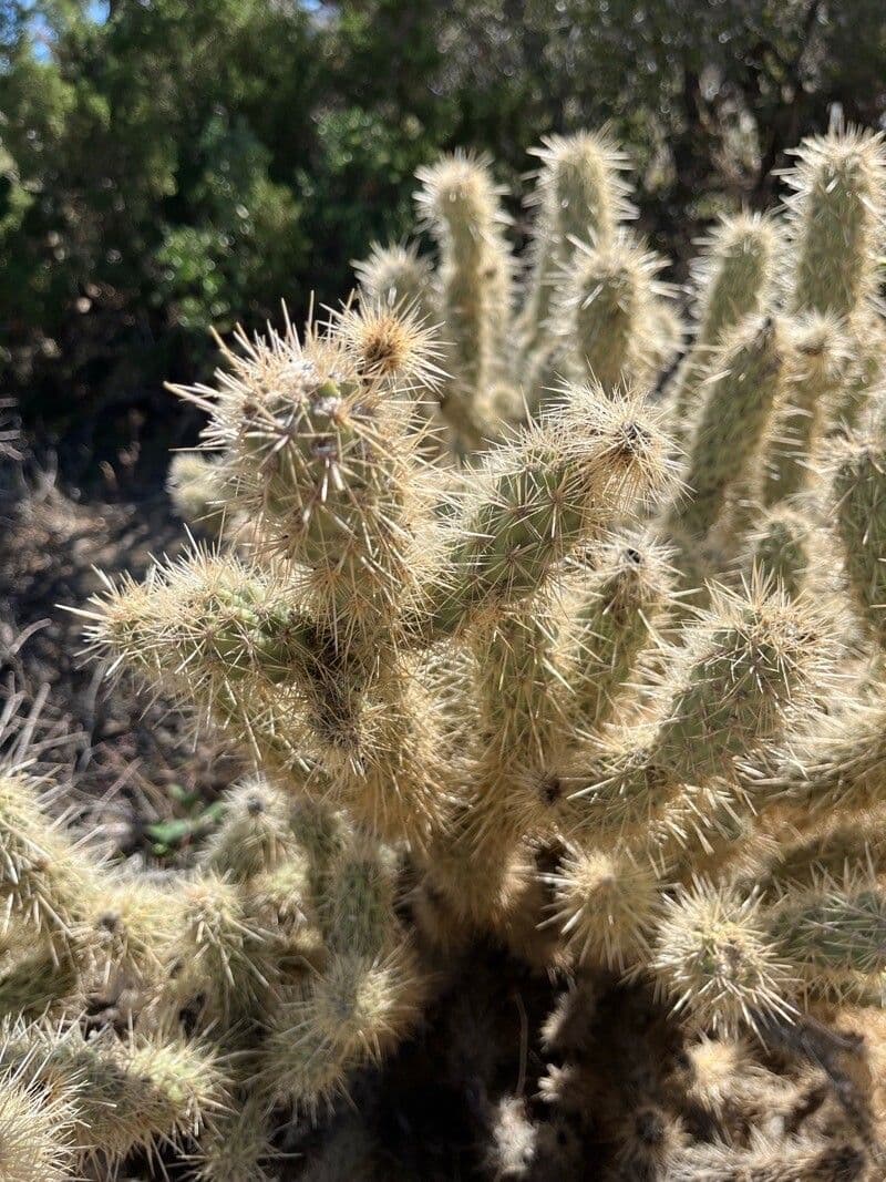 Cholla rogata 3
