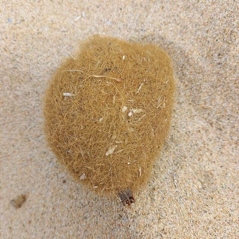 Posidonie mořská 21