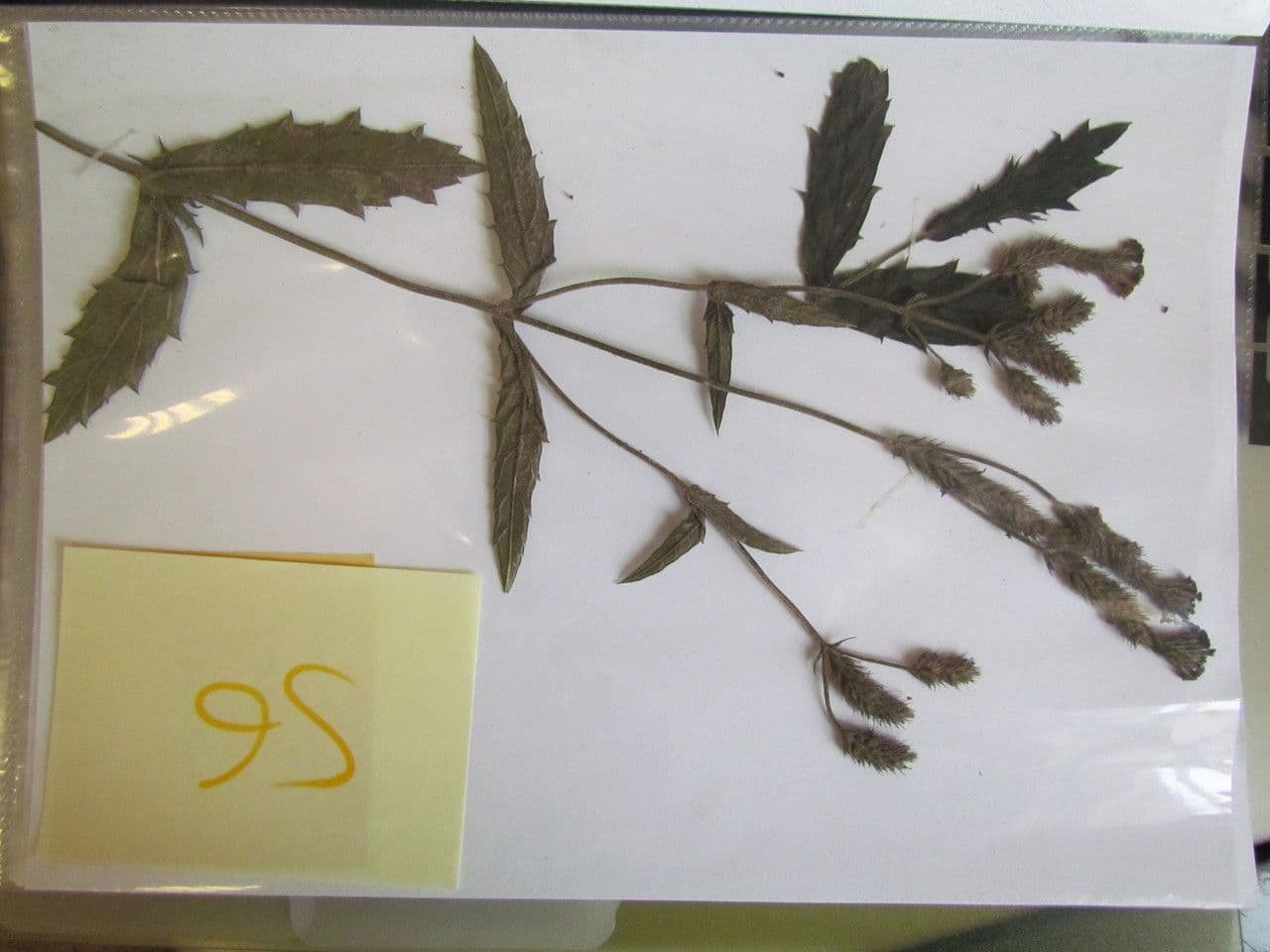 Verbena 29