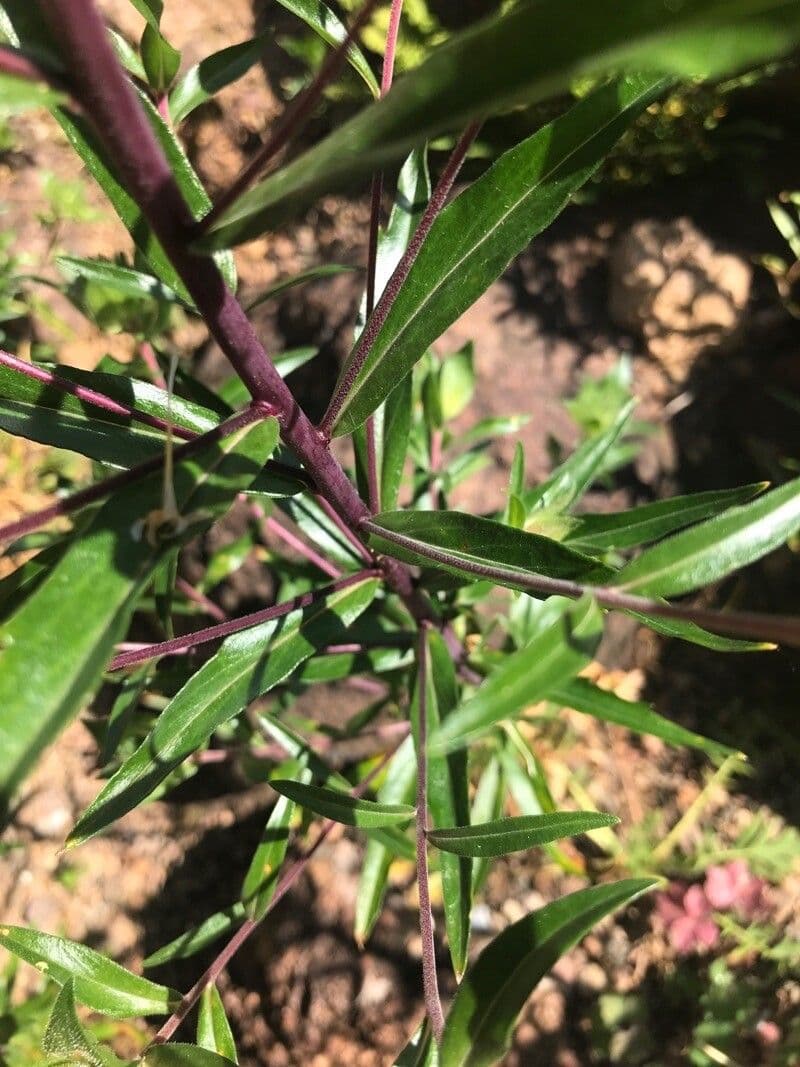 Collomia grandiflora 16