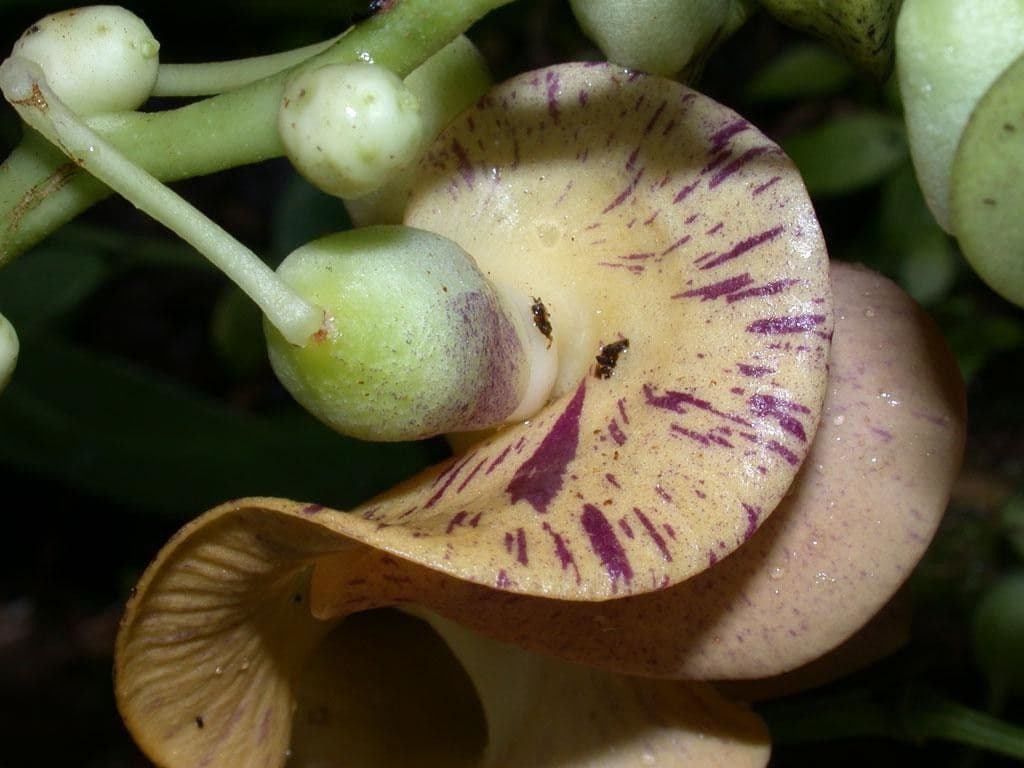 Cochliasanthus