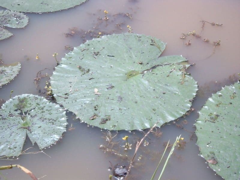 Utricularia foliosa 10