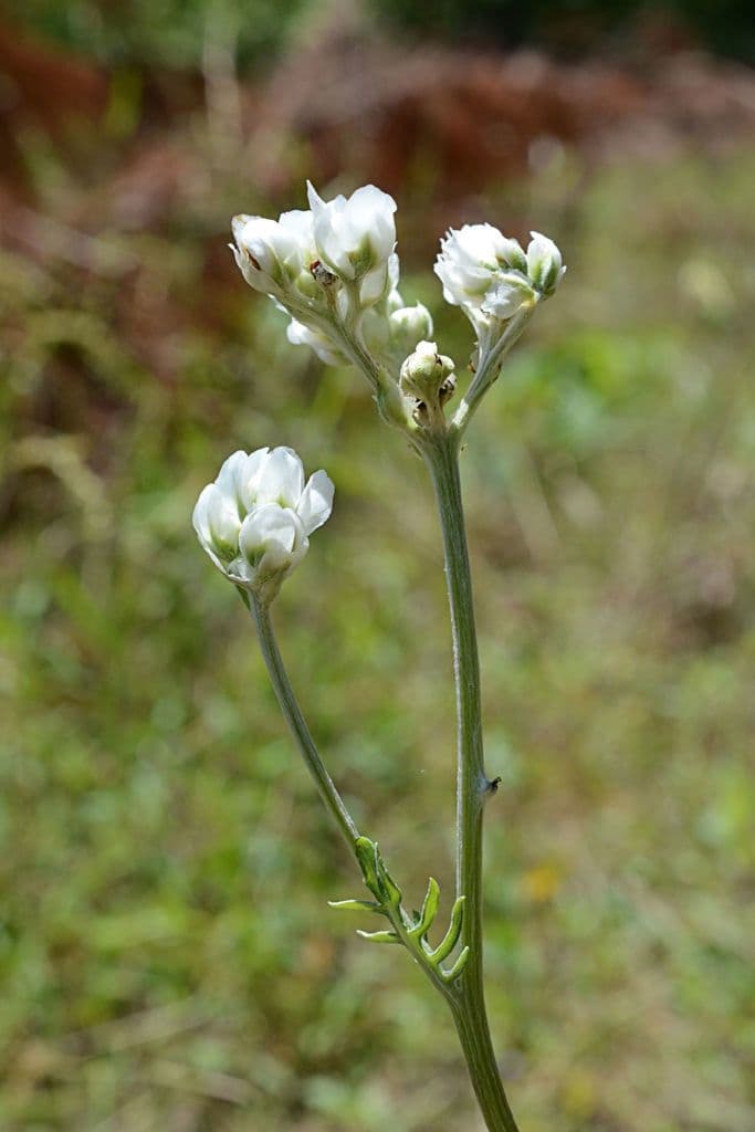 Hymenopappus artemisiifolius 7