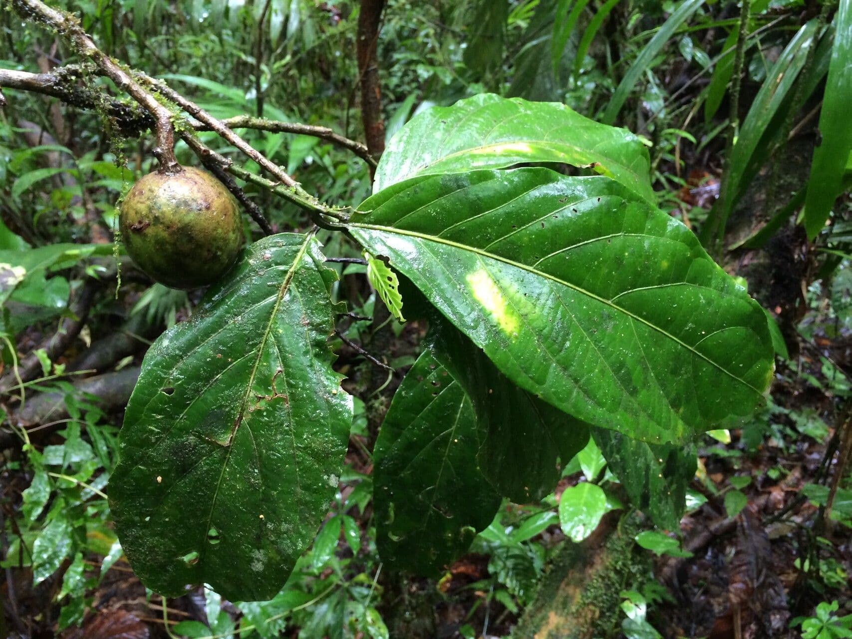 Capulin costarricense