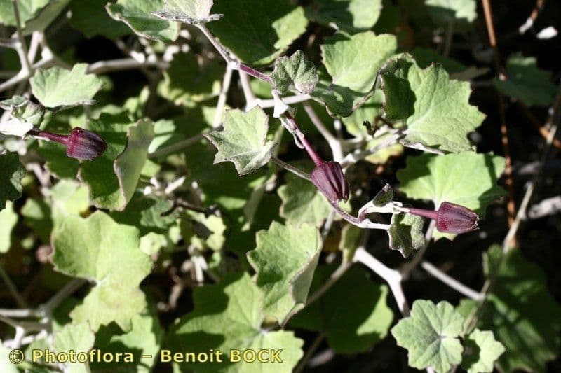 Pericallis 19