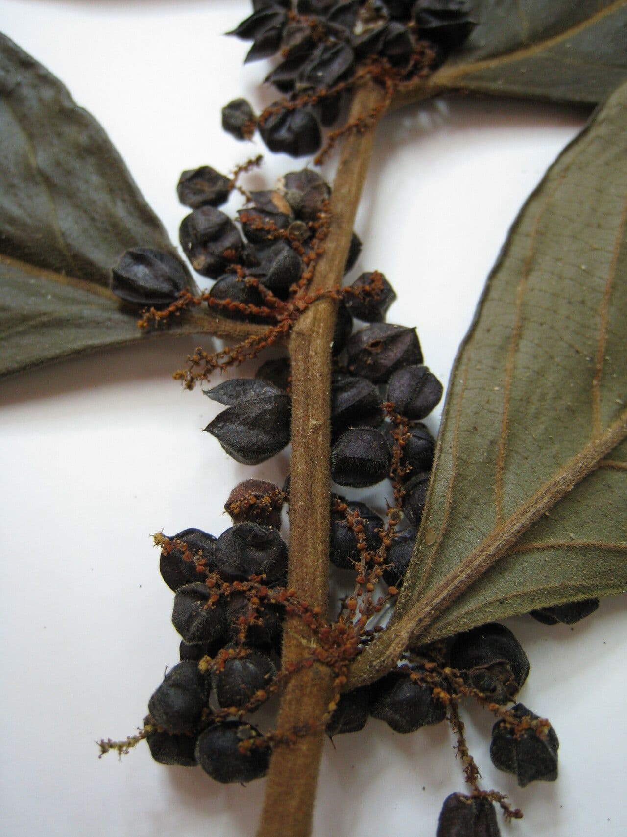 Lacistema grandifolium 10