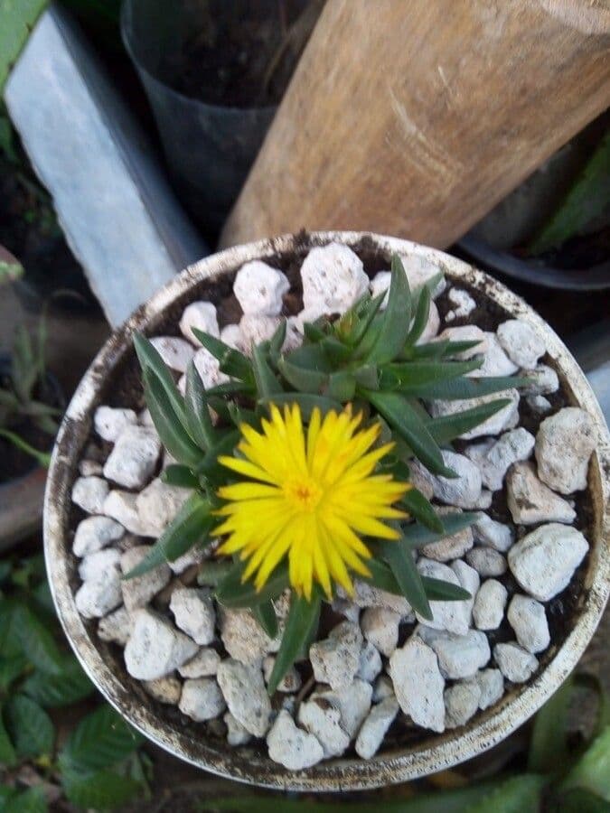 Bergeranthus