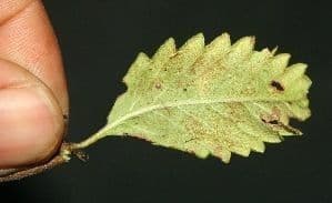 Turnera diffusa 19