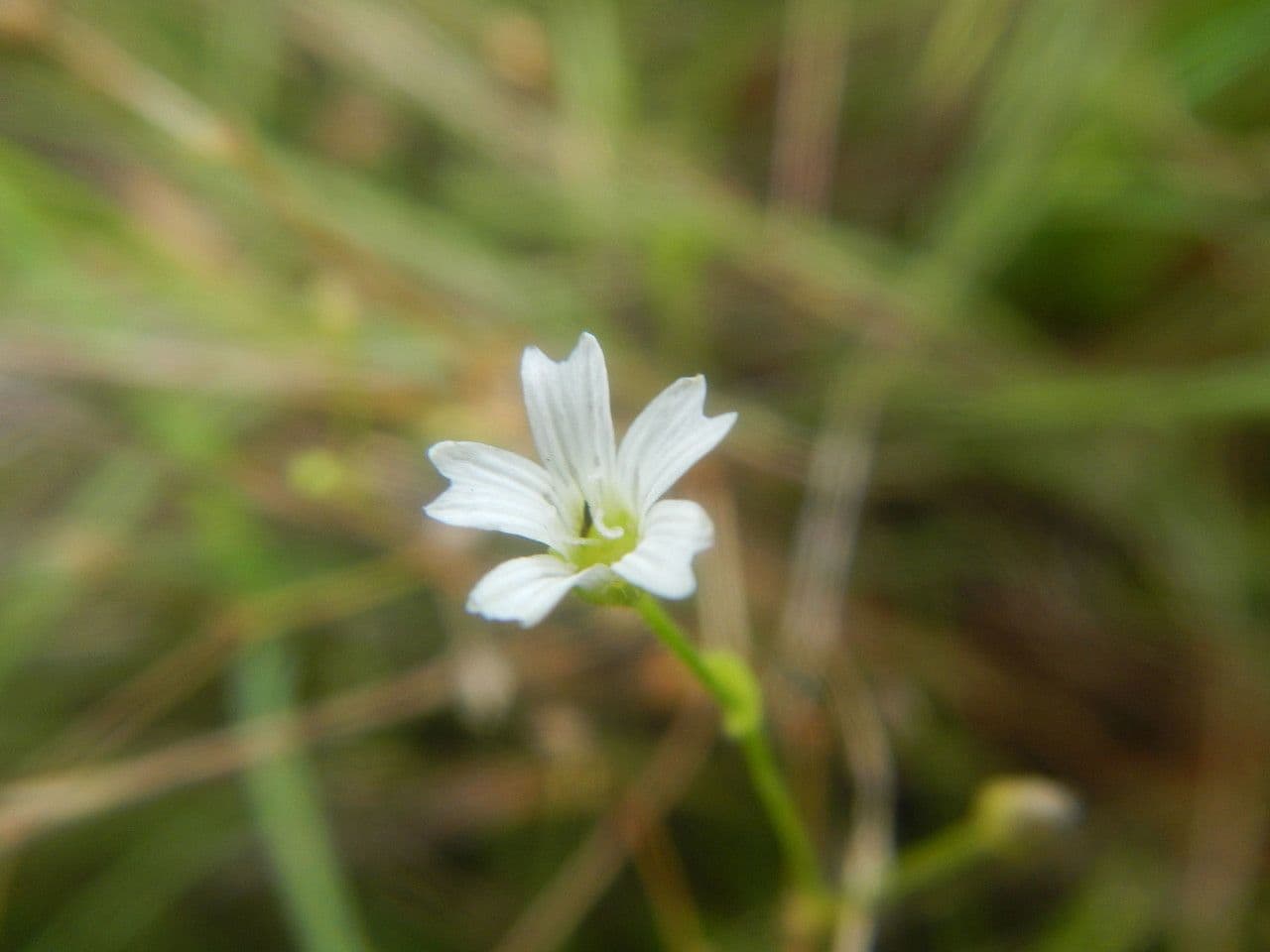 Mononeuria patula 3