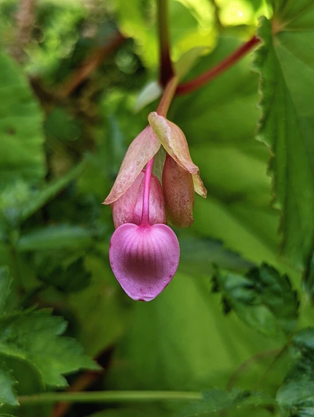 Begonia 26