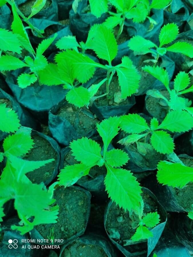 Centratherum punctatum 11
