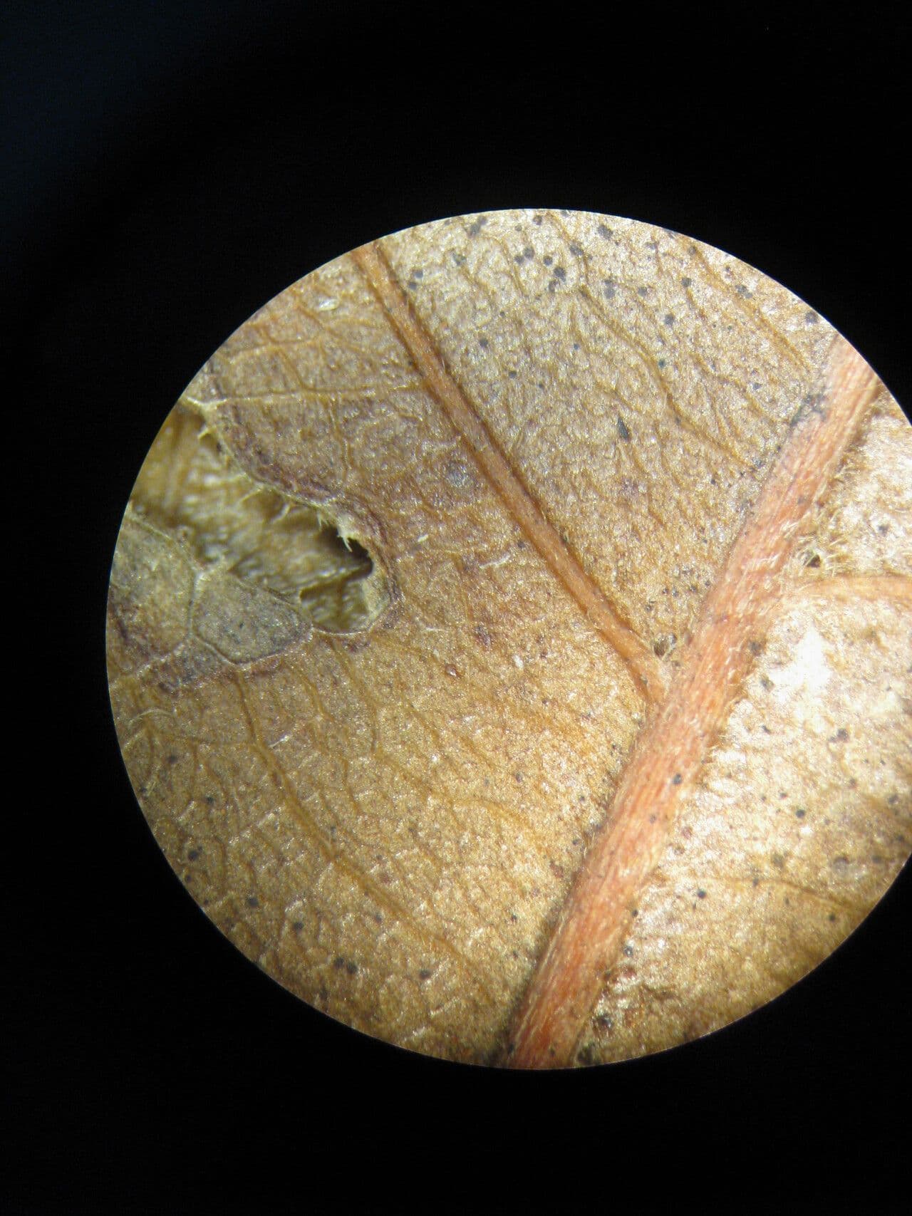 Cupania scrobiculata 18