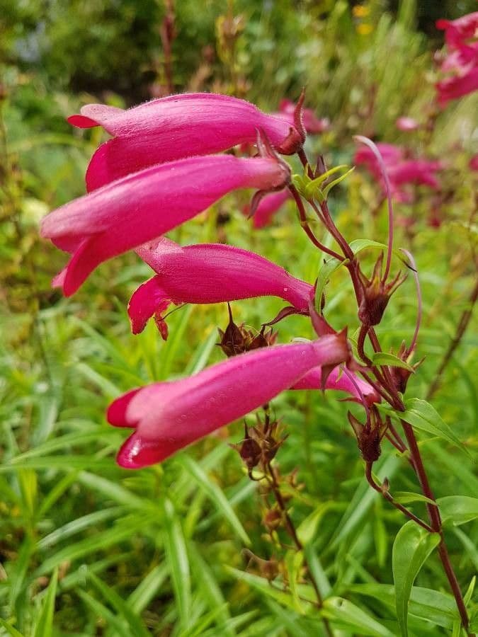 Penstemon barbato 5