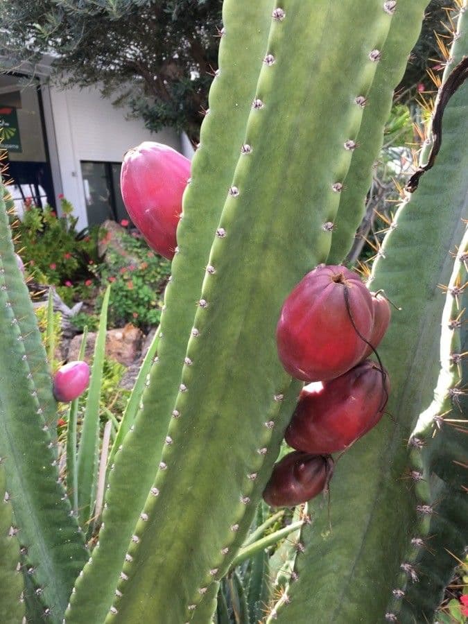 Cactus 5