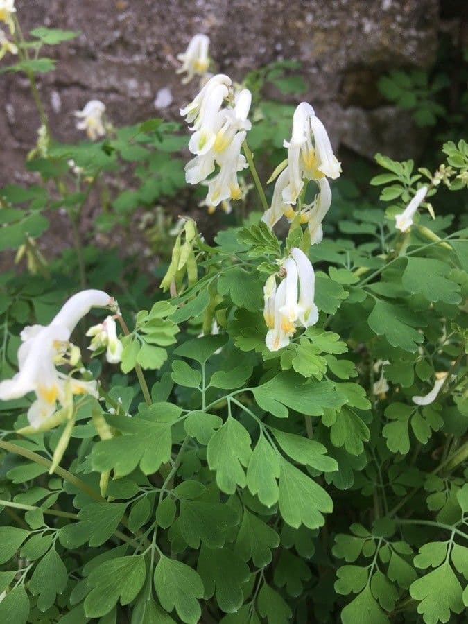 Corydalis blanca 23