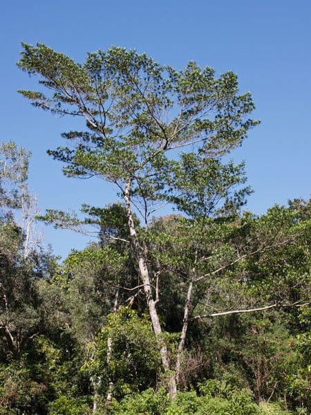 Elaeocarpus wąskolistny 11