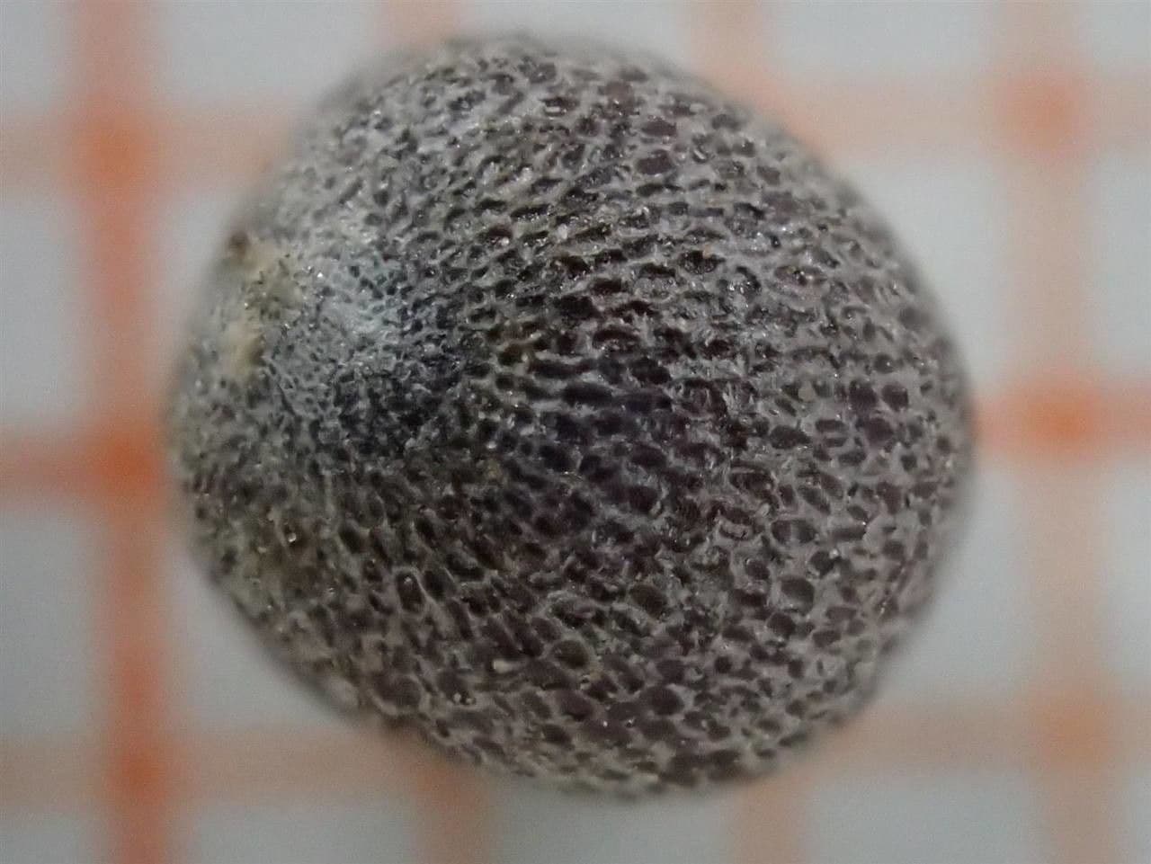 Senape nera 5