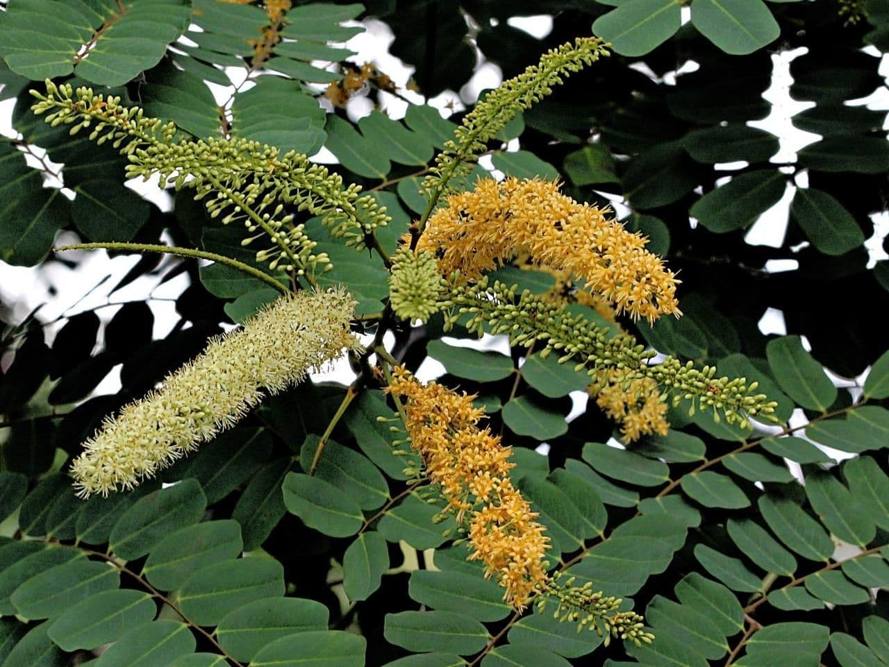 Korallenbaum 15
