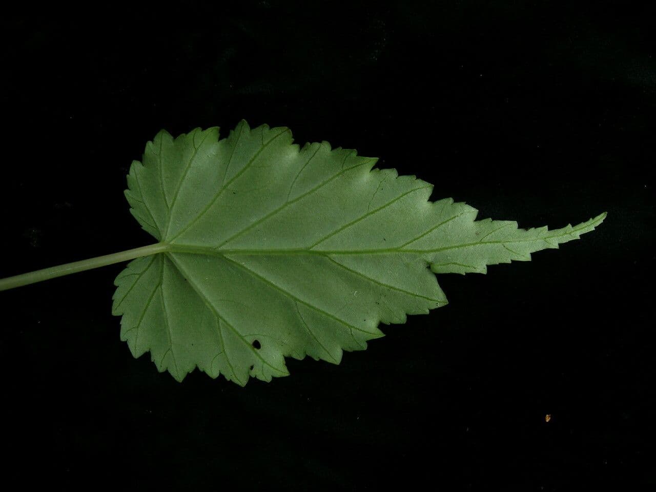 Begonia 10