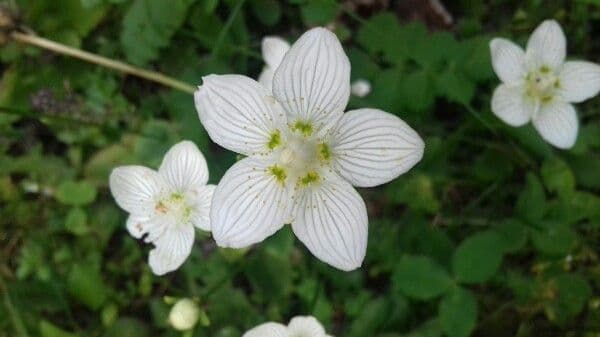 Parnassia 10