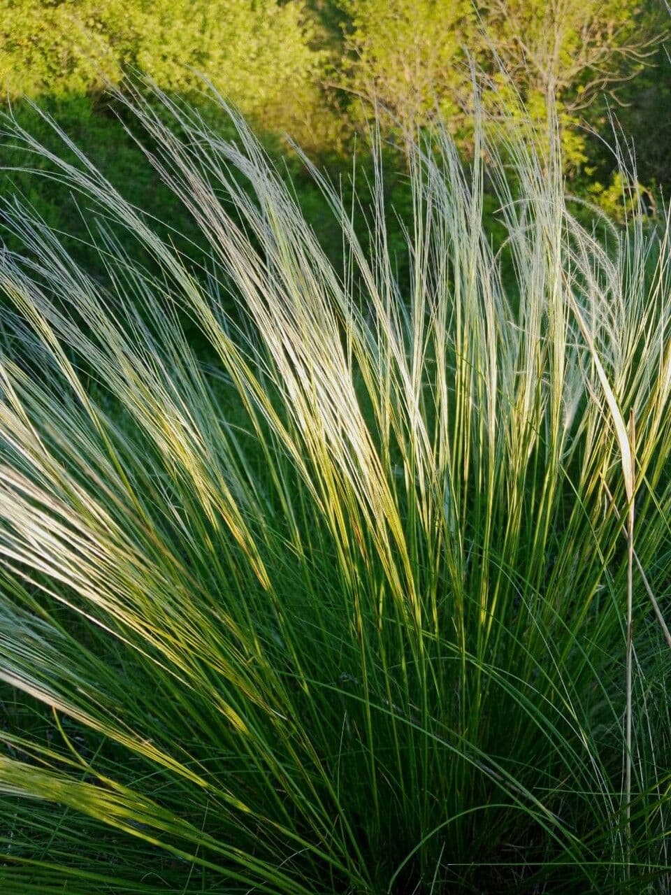 Nassella tenuissima 16