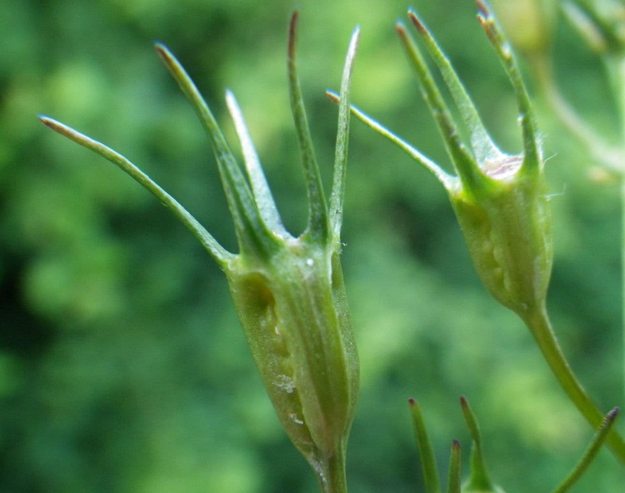 Campanula diffusa 2