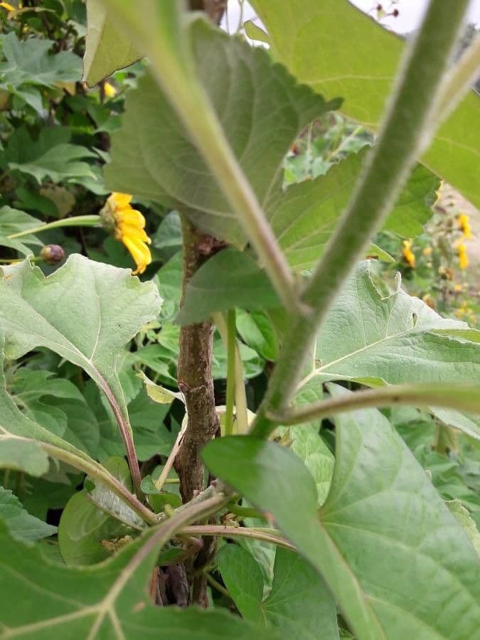 Tithonia diversifolia 24