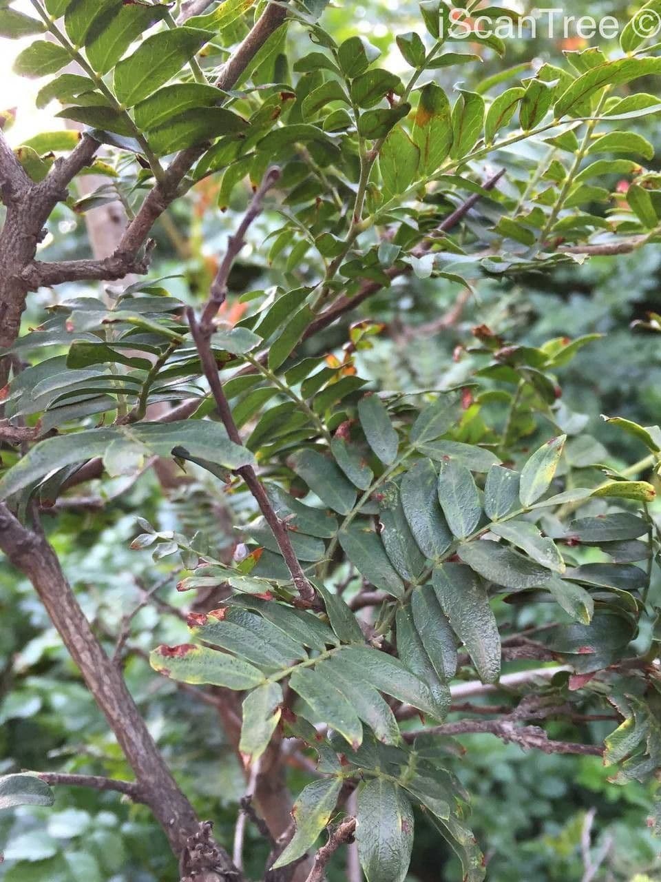 Schotia 11