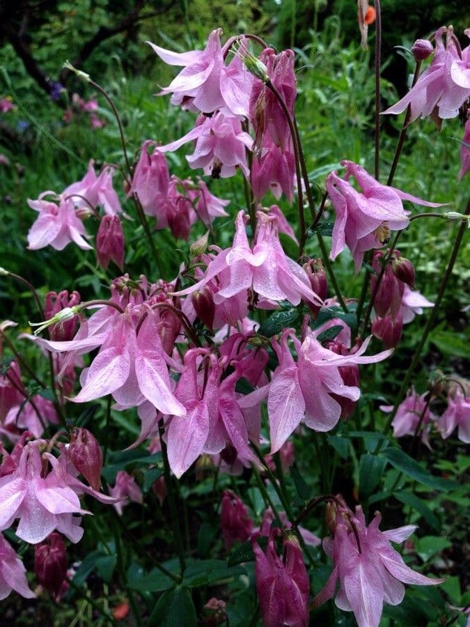 Aquilegia comune 15